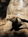 Giant Tortoise Prison Island
